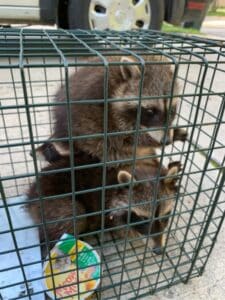 two baby raccoons in a hava hart trap
