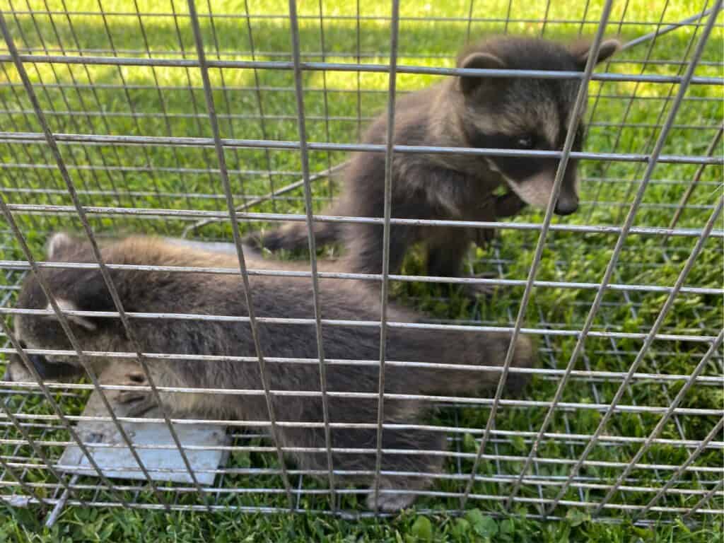 two baby raccoons in a hava hart trap