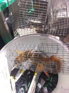 red squirrel in a cage