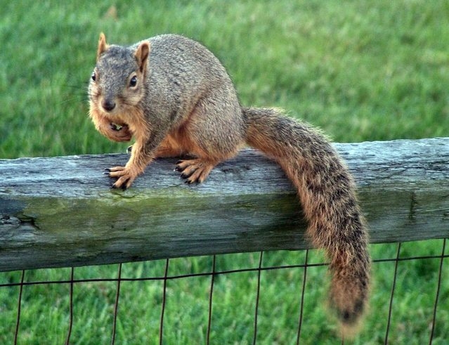 squirrel on a fence rail